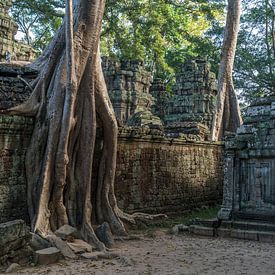 Tempelruine Ta Phrom, Angkor Region, Kambodscha von Peter Schickert