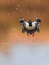 Pelleteuse volante (Anas clypeata) par Beschermingswerk voor aan uw muur Aperçu
