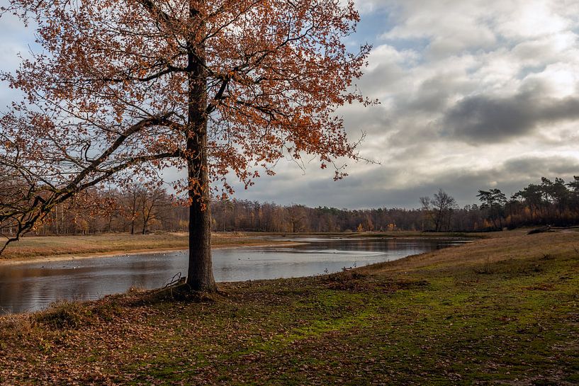 Picturesque image of a Dutch lake in the autumn season by Ruud Morijn