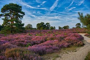 Heidelandschaft in Holland