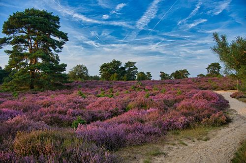 Heidelandschap in Nederland