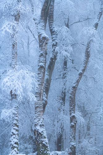 Winterse ochtend met sneeuw in het Vijlnerbos in Zuid-Limburg