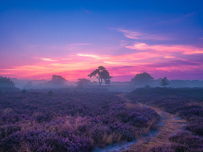 purple morning by snippefotografie