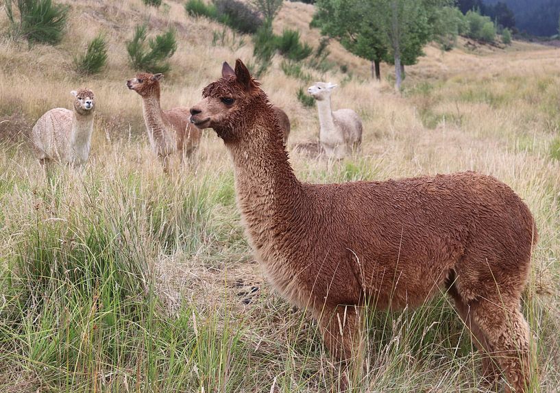 Alpaca van Matthias Brix