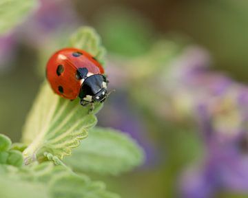 What's not to love about a ladybug? van Anouk de Vries