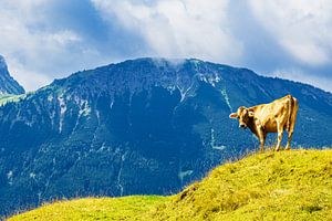 Kuh auf dem Isenberch mit dem Breitenberg im Hintergrund