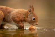 Squirrel grabs nut by Tanja van Beuningen thumbnail