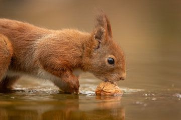 Squirrel grabs nut by Tanja van Beuningen
