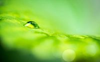 strawberry leaf