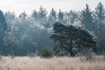 Boom voor bevroren bos