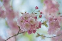 lente bloesem