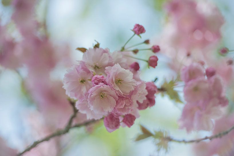 spring blossom by gj heinhuis
