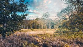 kleuren festival van Stefan den Engelsen