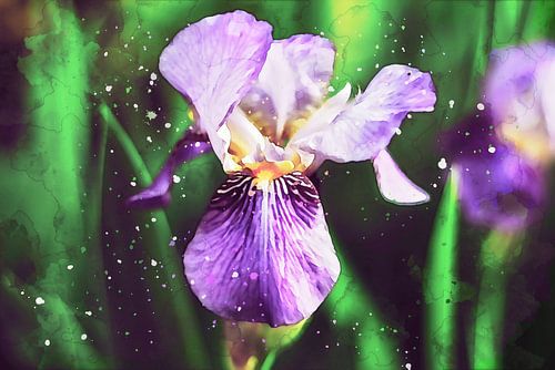 Iris - Schwertlilie