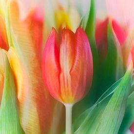 Tulpen in Rot, Orange und Gelb. von Ellen Driesse