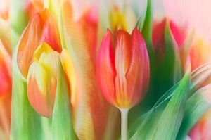Tulpen in rood, oranje en geel.