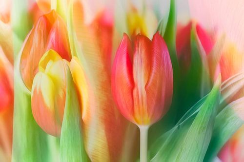 Tulpen in rood, oranje en geel. van Ellen Driesse