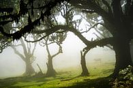 Bomen op Madeira van Michel van Kooten thumbnail