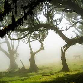 Bomen op Madeira van Michel van Kooten