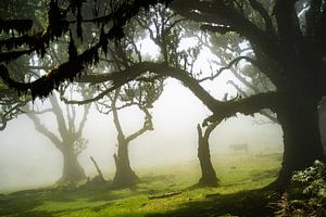 Bomen op Madeira van Michel van Kooten