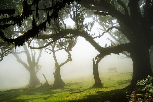 Bomen op Madeira von Michel van Kooten