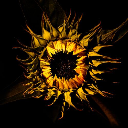 tournesol