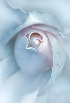 Weiße Rose von Leny Silina Helmig