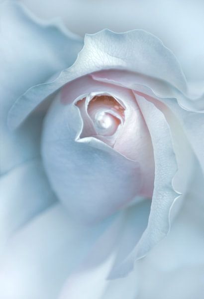 White rose by Leny Silina Helmig