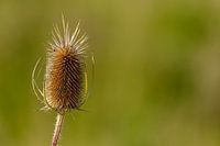 Wild teasel