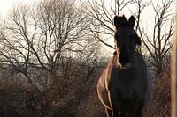 Paard