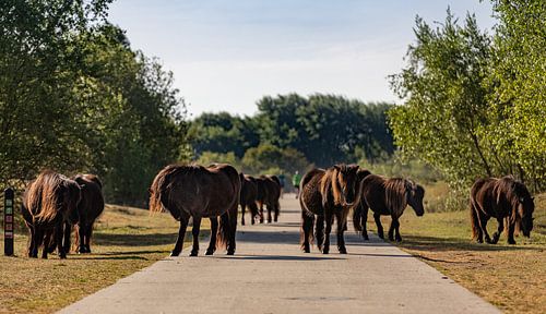 Groep shetlandpony's bij Westenschouwen