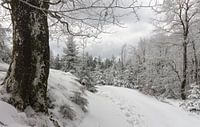 Taunus