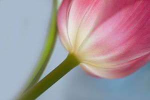 Just a tulip (tulipe rose solitaire dans une composition diagonale) sur Birgitte Bergman