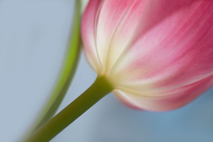 Just a tulip (solitary pink tulip in diagonal composition) by Birgitte Bergman