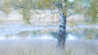 birch tree in nature reserve Kortenhoef