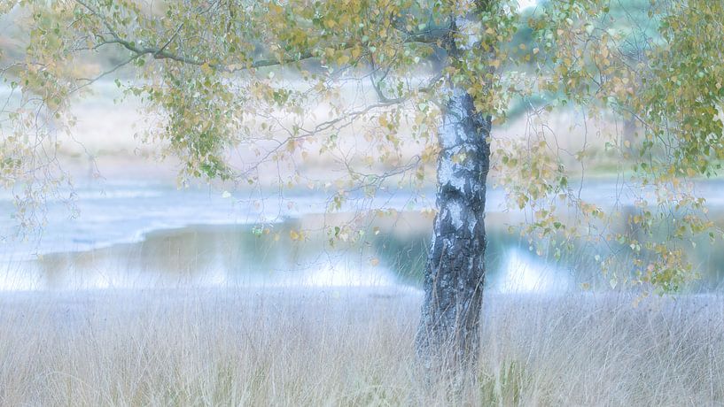birch tree in nature reserve Kortenhoef by Ria Bloemendaal