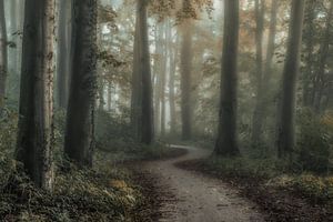 Derrière les arbres