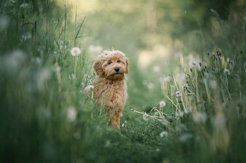 Golden doodle puppy half-hidden among tall grasses and dandelions by Elisabeth Vandepapeliere