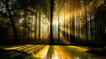 Herfst op de Veluwe van Bas Stoffelsen