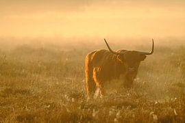 Scottish Highlander by NatureBliss