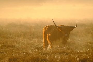 Schotse Hooglander van NatureBliss