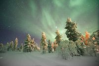 Northern lights with snow in Finland