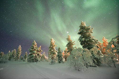 Northern lights with snow in Finland