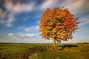 L'automne dans l'Alblasserwaard sur Halma Fotografie