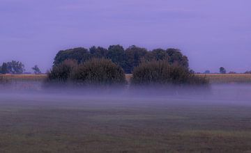 Sträucher im Nebel von Tania Perneel