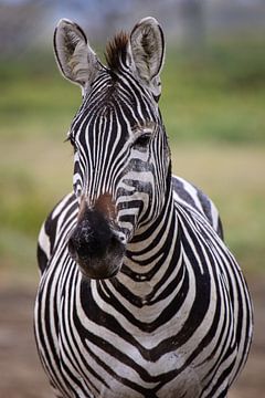 Zebra van Bart Hendriks