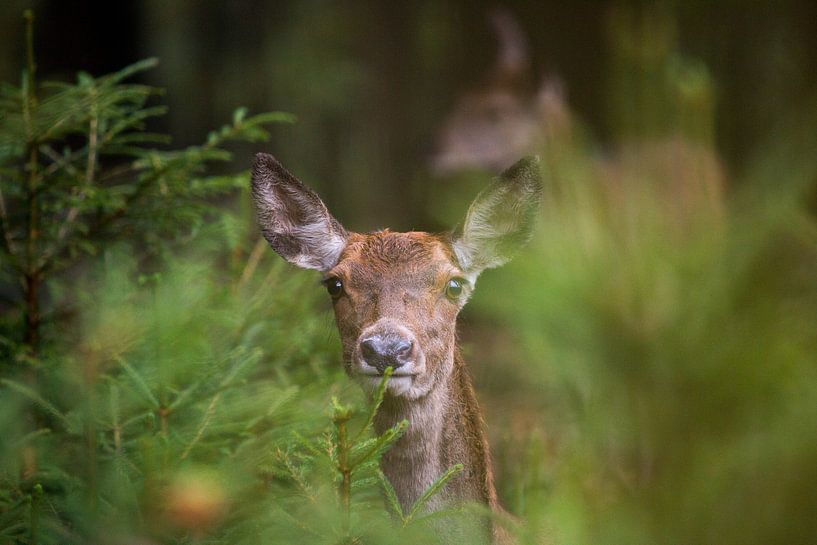 A red deer hind by Gert-Jan Nijskens