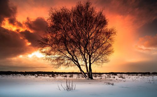 Berk in Hollandse oranje lucht