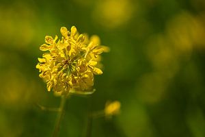 Rapsblumen