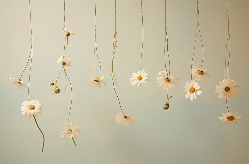 Sunny Laundry Day with Daisies by Karina Brouwer